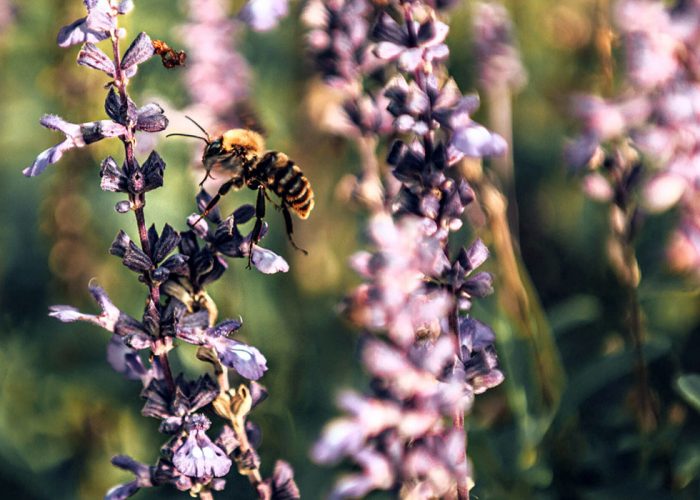 Jardines de Gualeguaychu6